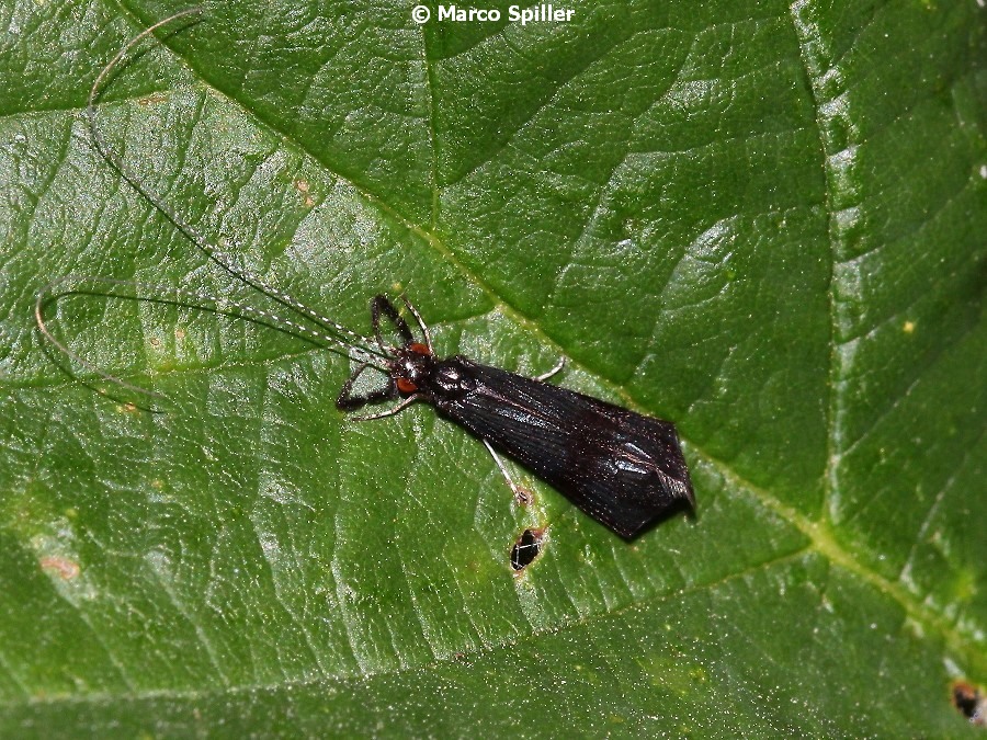 Leptoceridae: Mystacides azurea